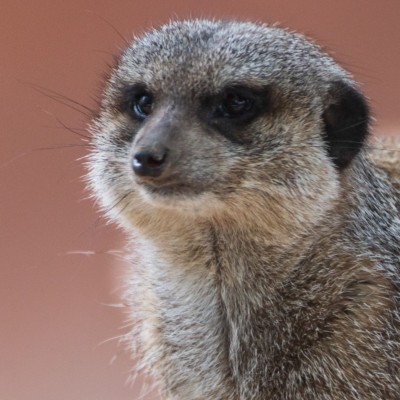 Stokstaart - De Zonnegloed - Dierenpark - Dieren opvangcentrum - Sanctuary